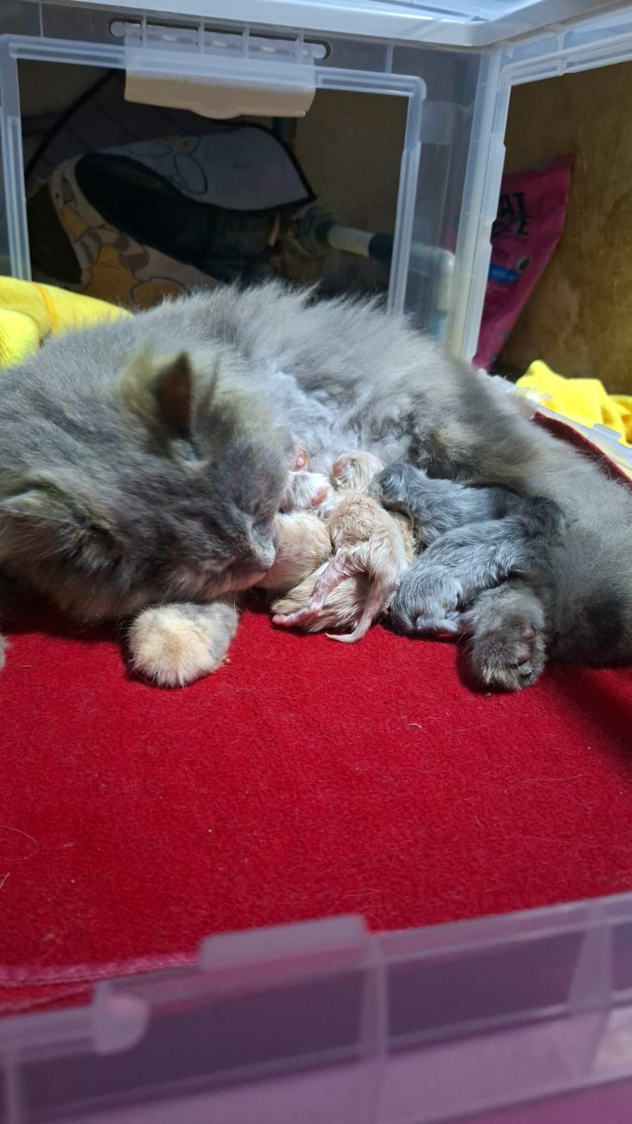 Induk kucing abu-abu menyusui anakan yang baru lahir di atas alas merah di dalam kotak